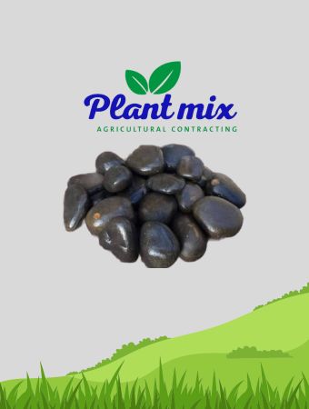 ديكور ولاندسكيب